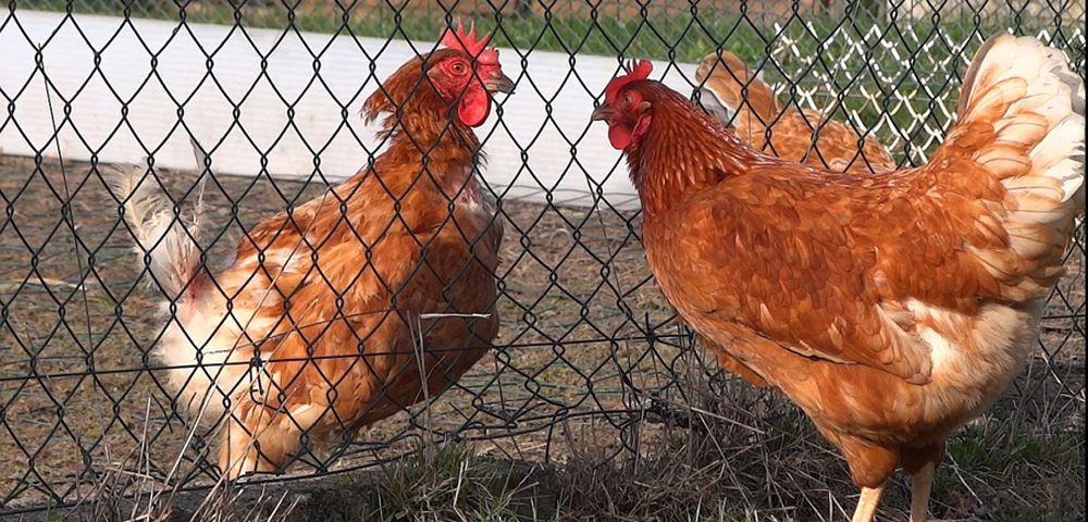 poules