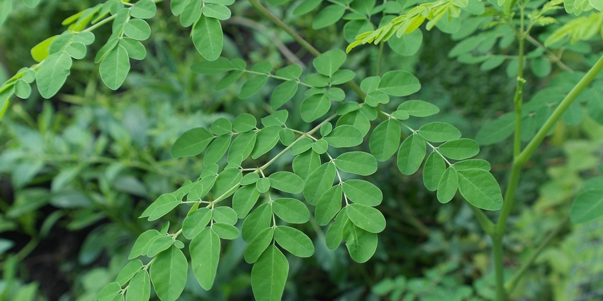 Comment faire pousser son Moringa ?