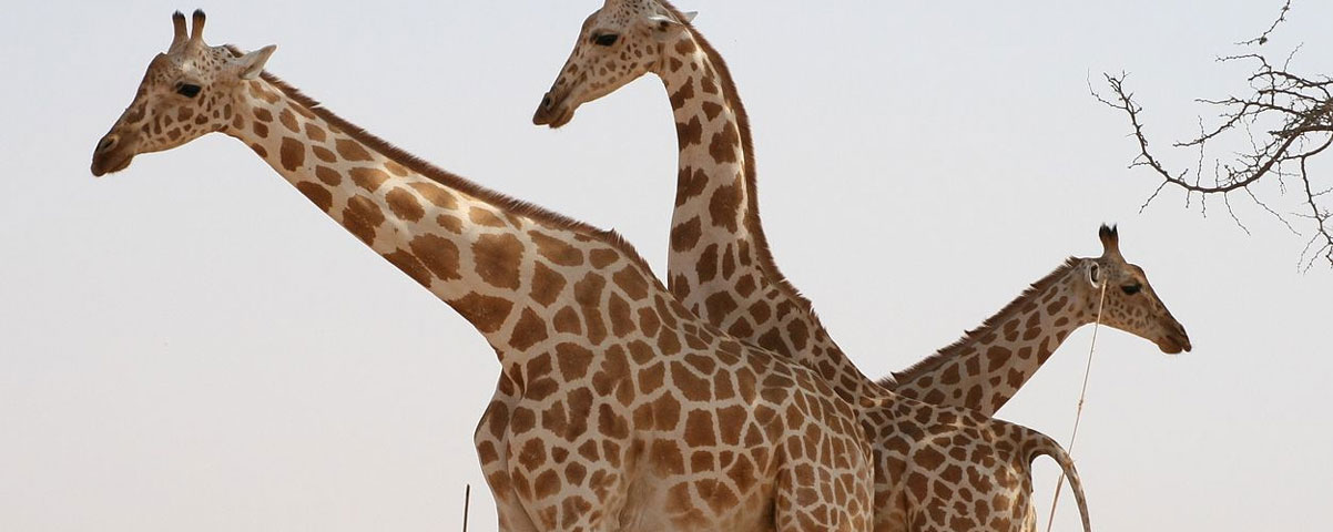 girafe peralta