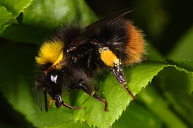Tout Savoir Sur Le Bourdon Cet Auxiliaire Indispensable A La Pollinisation Beaute De Dame Nature
