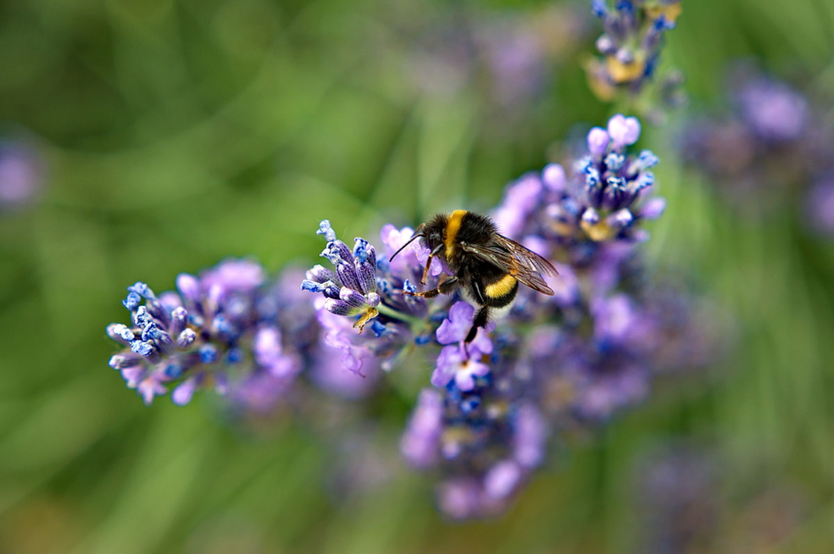 bourdon sur fleur de lavande