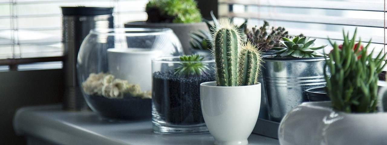 cactus et succulentes en pots