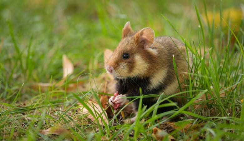 hamster géant d'alsace