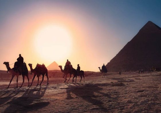 chameau et pyramide d'Egypte en arrière plan