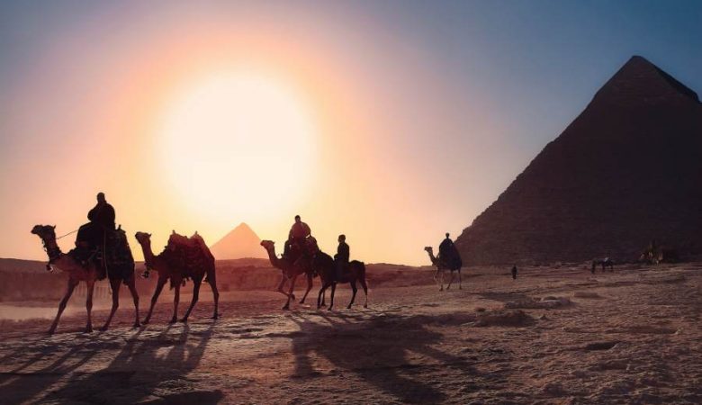 chameau et pyramide d'Egypte en arrière plan