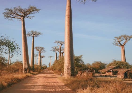 baobab madagascar