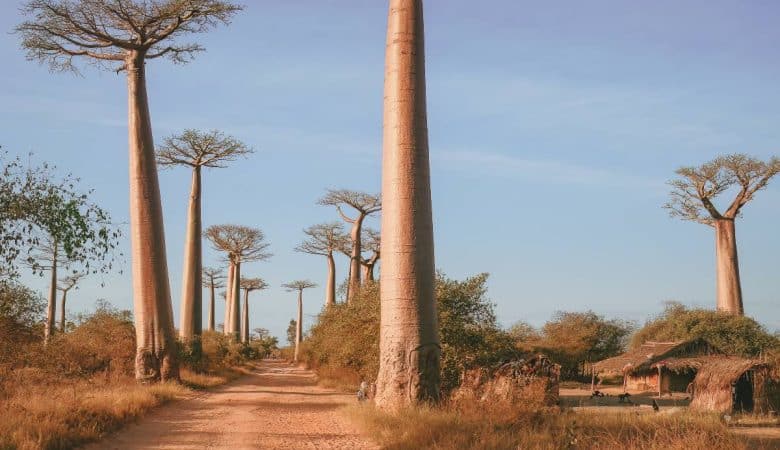 baobab madagascar