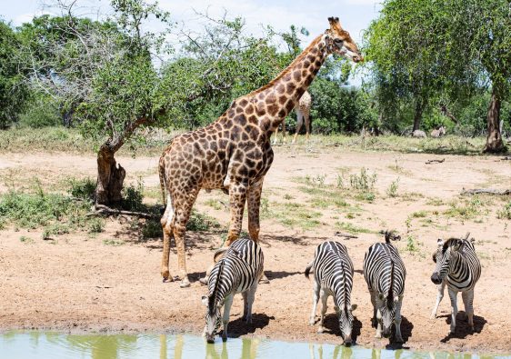 safari-authentique-Afrique-du-Sud