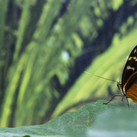 Explorez Bali en profondeur grâce à un circuit sur mesure