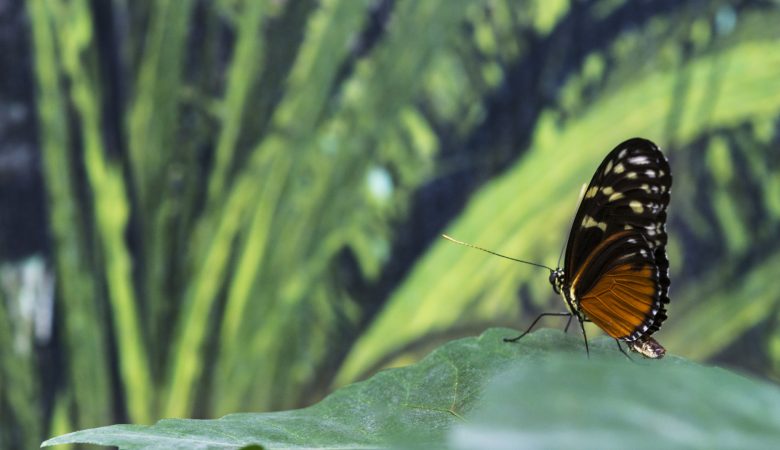 Papillons tropicaux et nature luxuriante à la serre aux papillons !