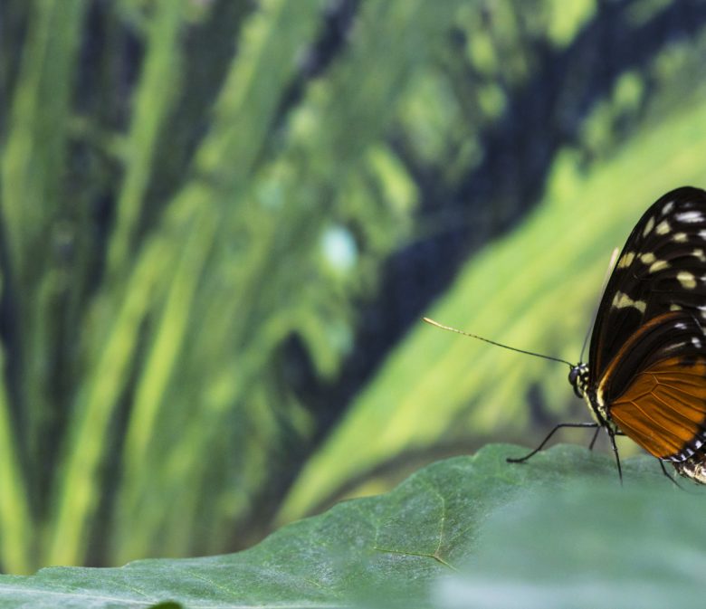 Papillons tropicaux et nature luxuriante à la serre aux papillons !