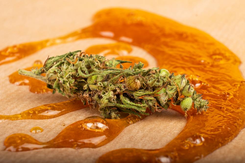 fleurs ou résine de CBD
